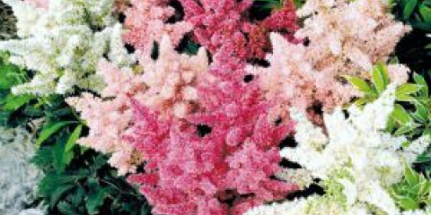 Astilba v krajinném designu letní chaty: aplikace